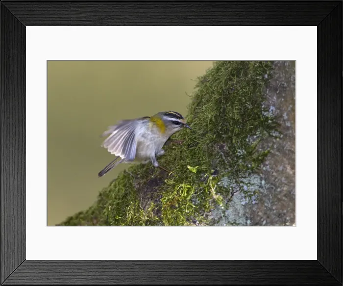 Framed Print : Picture No. 10893911 Framed Print : Picture No. 10893911