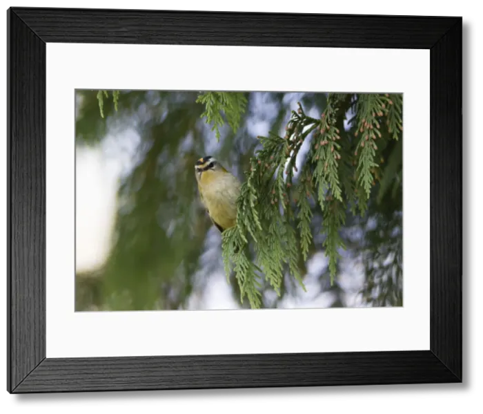 Framed Print : Picture No. 10893912 Framed Print : Picture No. 10893912