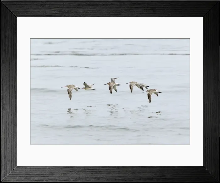 Framed Print : Picture No. 10893915