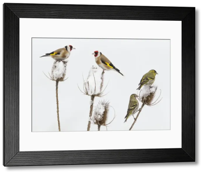 Framed Print : Picture No. 10893917 Framed Print : Picture No. 10893917