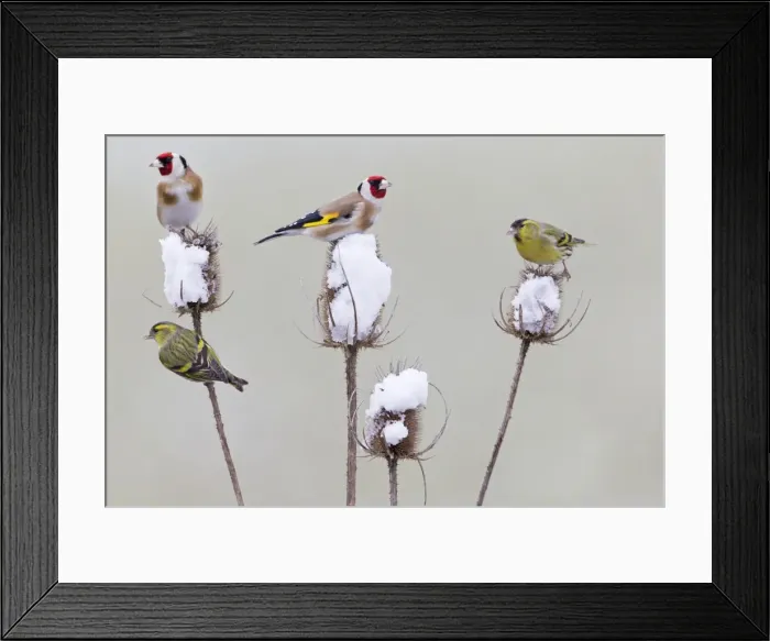 Framed Print : Picture No. 10893918 Framed Print : Picture No. 10893918