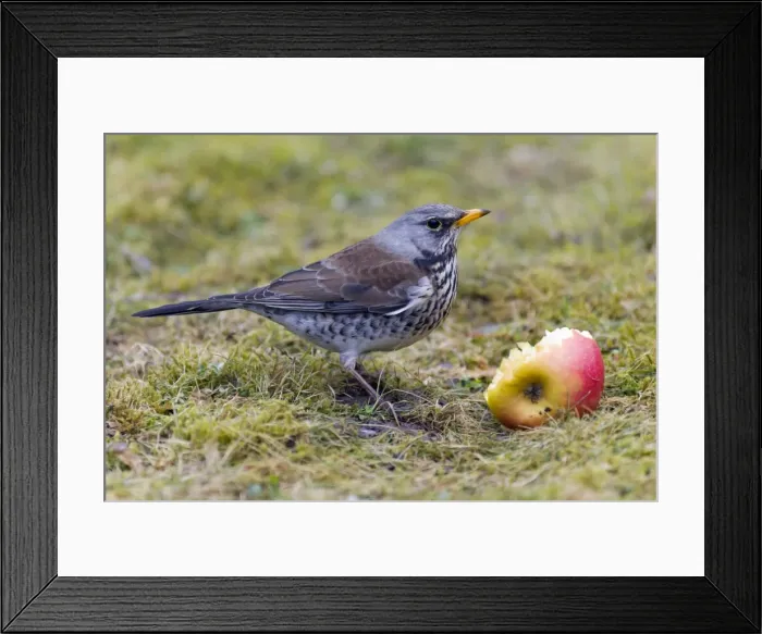 Framed Print : Picture No. 10893910 Framed Print : Picture No. 10893910