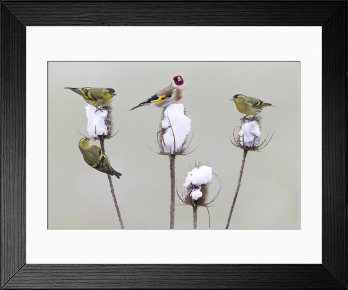 Framed Print : Picture No. 10893919