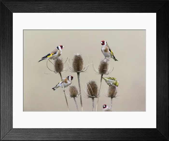 Framed Print : Picture No. 10893920 Framed Print : Picture No. 10893920