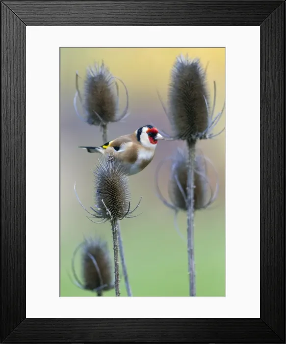 Framed Print : Picture No. 10893916 Framed Print : Picture No. 10893916