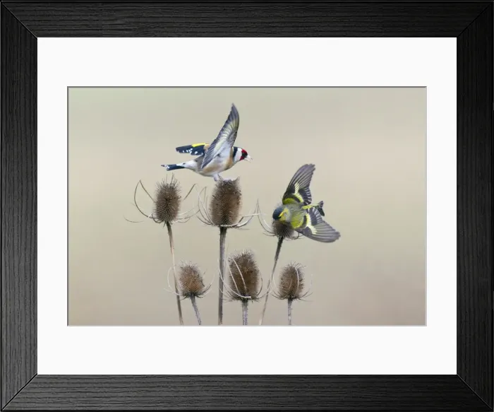 Framed Print : Picture No. 10893922 Framed Print : Picture No. 10893922