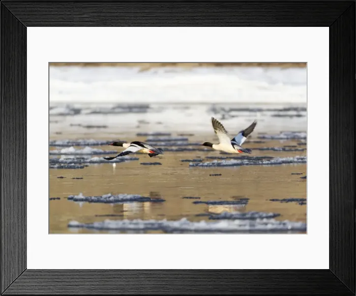 Framed Print : Picture No. 10893924 Framed Print : Picture No. 10893924