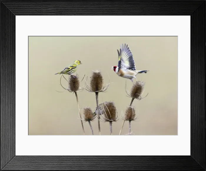 Framed Print : Picture No. 10893921 Framed Print : Picture No. 10893921