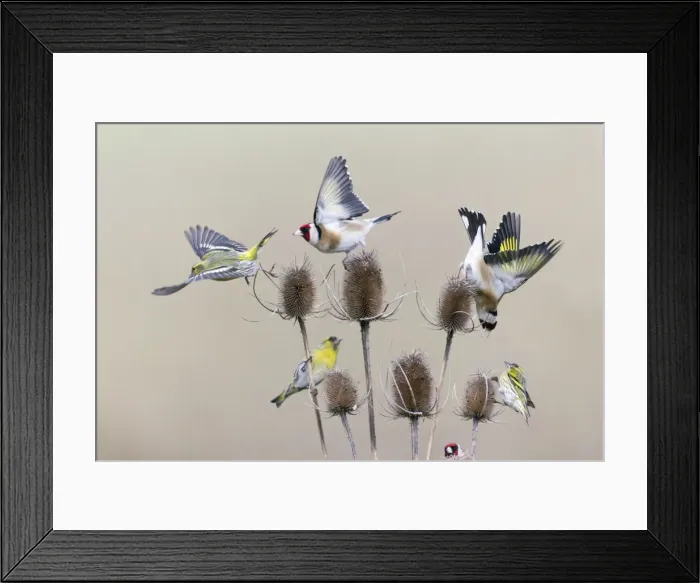 Framed Print : Picture No. 10893923 Framed Print : Picture No. 10893923