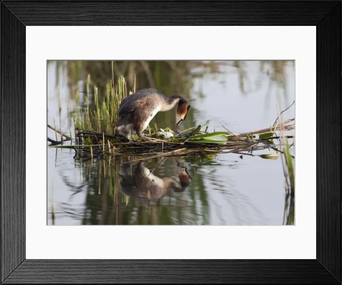 Framed Print : Picture No. 10893926 Framed Print : Picture No. 10893926