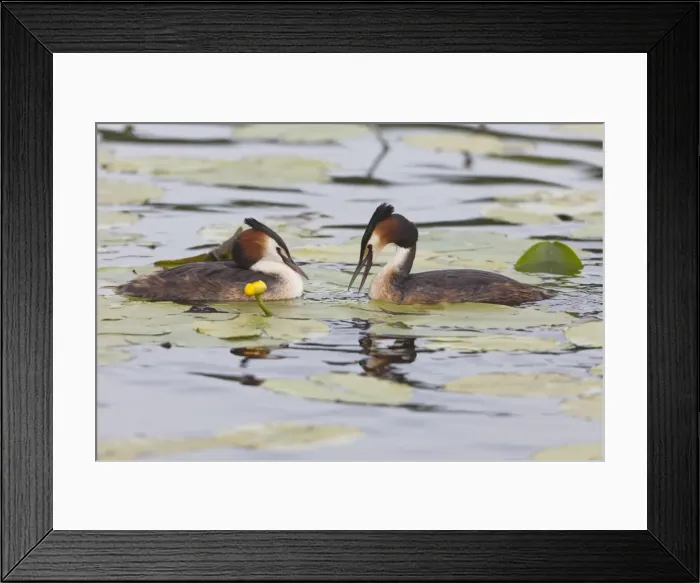 Framed Print : Picture No. 10893928 Framed Print : Picture No. 10893928
