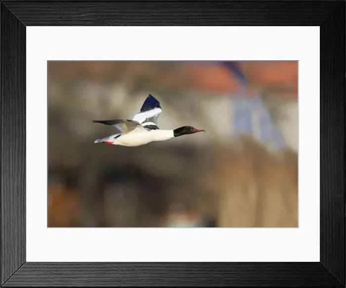 Framed Print : Picture No. 10893925 Framed Print : Picture No. 10893925