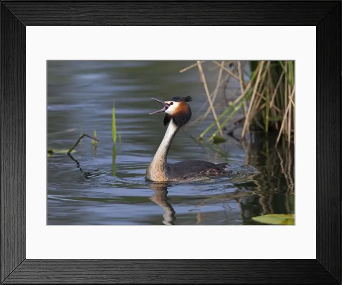 Framed Print : Picture No. 10893927 Framed Print : Picture No. 10893927
