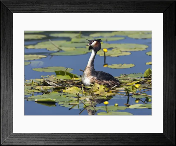 Framed Print : Picture No. 10893929 Framed Print : Picture No. 10893929