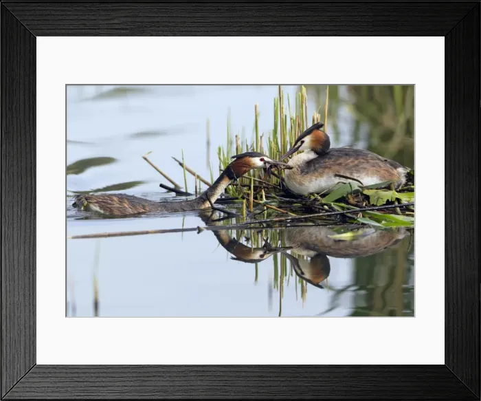 Framed Print : Picture No. 10893931