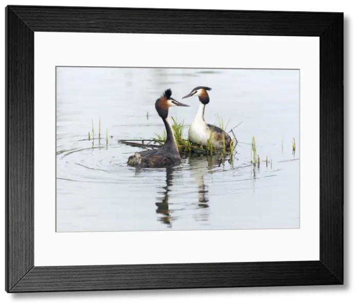 Framed Print : Picture No. 10893932 Framed Print : Picture No. 10893932