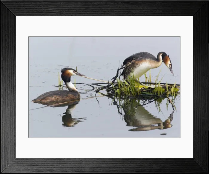 Framed Print : Picture No. 10893934 Framed Print : Picture No. 10893934