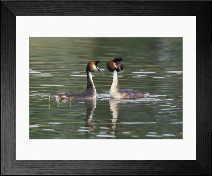 Framed Print : Picture No. 10893933 Framed Print : Picture No. 10893933