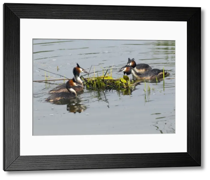 Framed Print : Picture No. 10893937 Framed Print : Picture No. 10893937