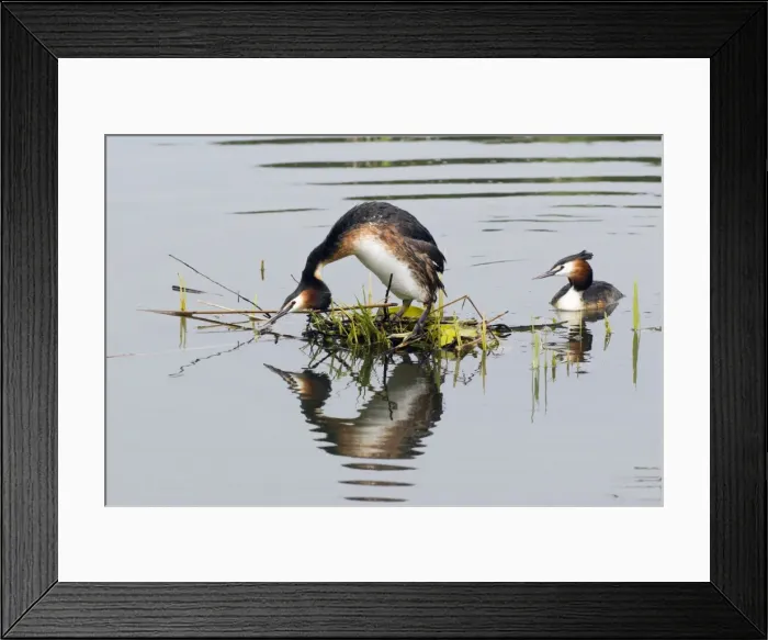 Framed Print : Picture No. 10893939 Framed Print : Picture No. 10893939