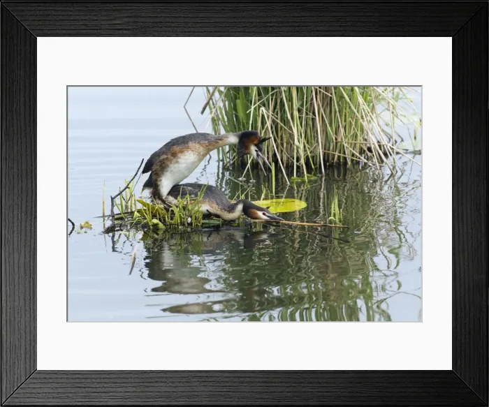 Framed Print : Picture No. 10893935 Framed Print : Picture No. 10893935