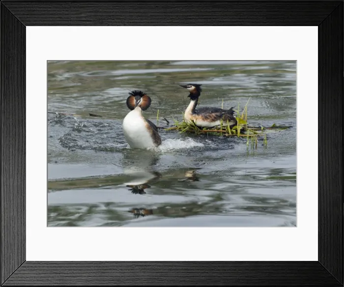 Framed Print : Picture No. 10893941 Framed Print : Picture No. 10893941