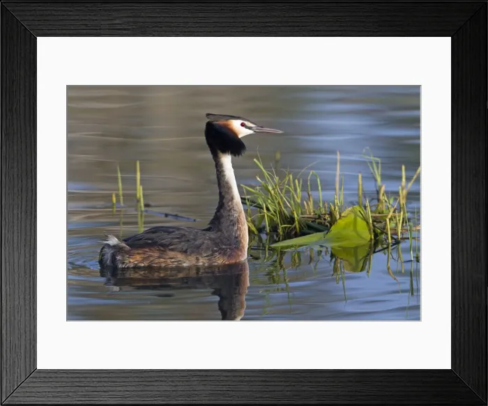 Framed Print : Picture No. 10893930 Framed Print : Picture No. 10893930