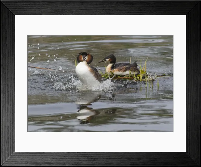 Framed Print : Picture No. 10893940 Framed Print : Picture No. 10893940