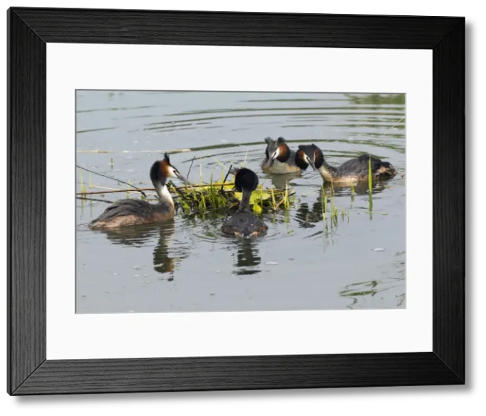 Framed Print : Picture No. 10893936 Framed Print : Picture No. 10893936