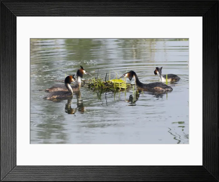 Framed Print : Picture No. 10893938 Framed Print : Picture No. 10893938