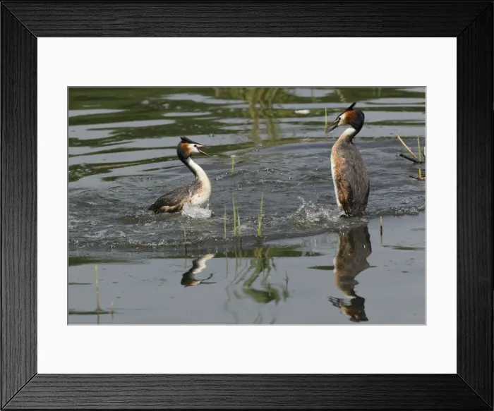 Framed Print : Picture No. 10893942 Framed Print : Picture No. 10893942