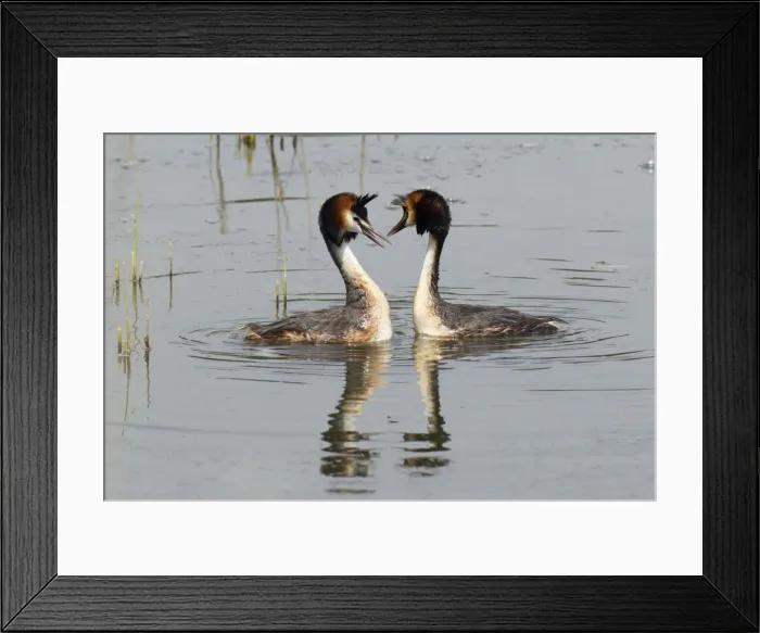 Framed Print : Picture No. 10893946
