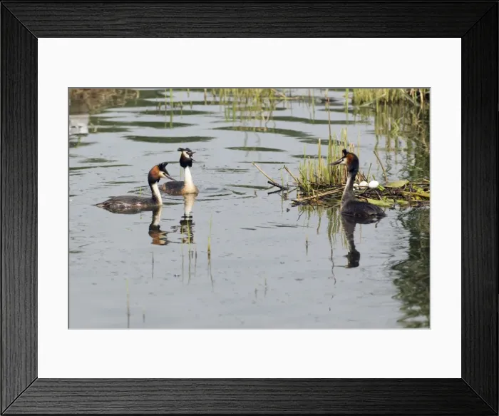 Framed Print : Picture No. 10893944 Framed Print : Picture No. 10893944