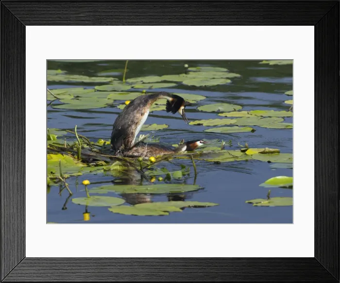 Framed Print : Picture No. 10893948 Framed Print : Picture No. 10893948