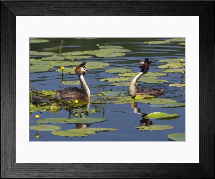 Framed Print : Picture No. 10893949 Framed Print : Picture No. 10893949