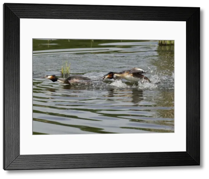 Framed Print : Picture No. 10893945 Framed Print : Picture No. 10893945