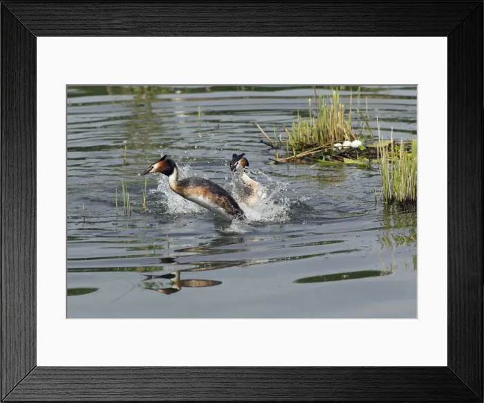 Framed Print : Picture No. 10893943 Framed Print : Picture No. 10893943