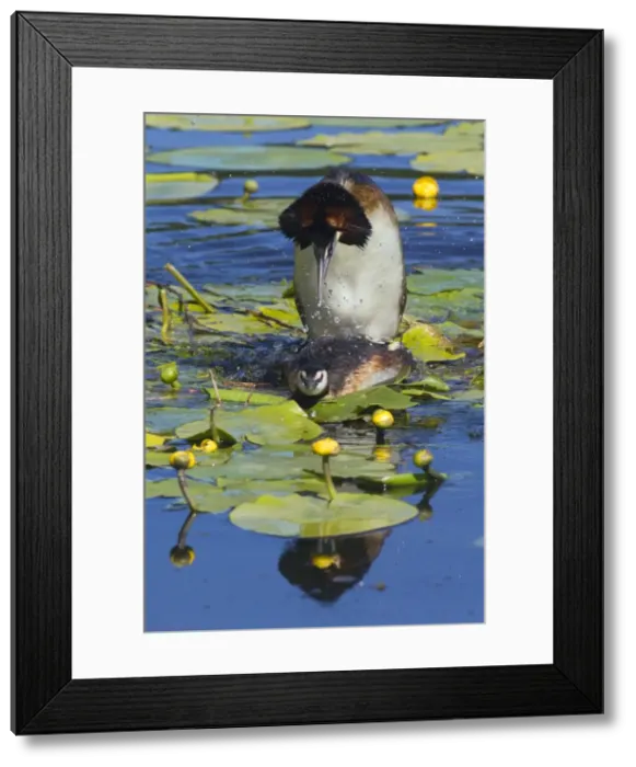 Framed Print : Picture No. 10893951 Framed Print : Picture No. 10893951