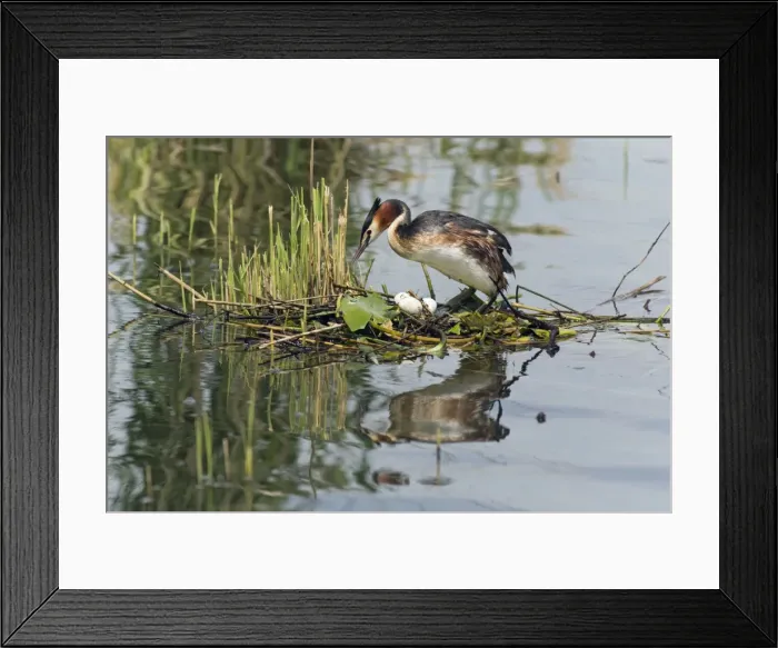 Framed Print : Picture No. 10893947 Framed Print : Picture No. 10893947