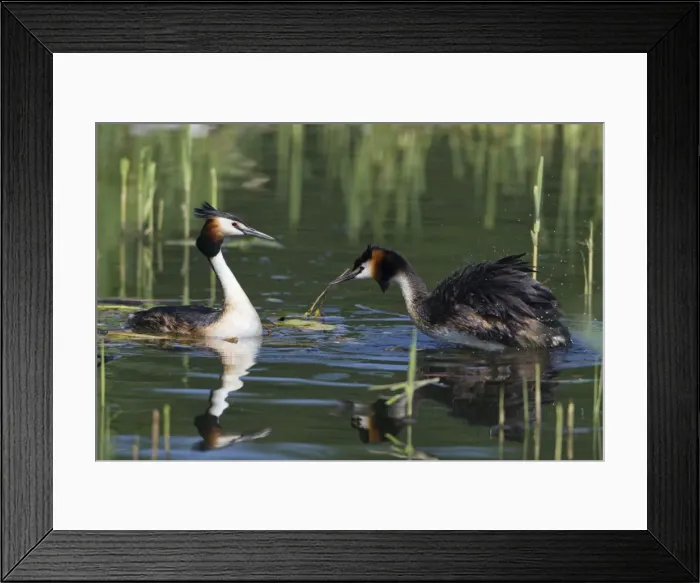 Framed Print : Picture No. 10893950 Framed Print : Picture No. 10893950