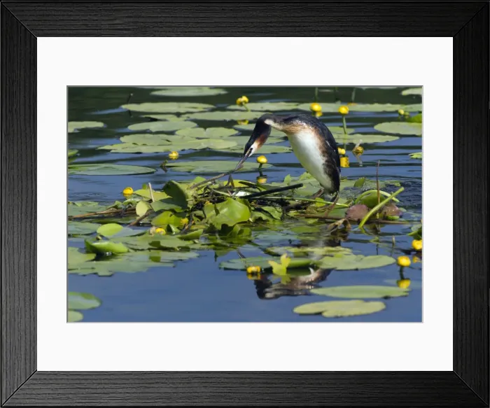 Framed Print : Picture No. 10893954 Framed Print : Picture No. 10893954