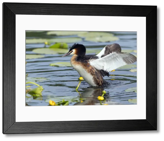 Framed Print : Picture No. 10893955 Framed Print : Picture No. 10893955