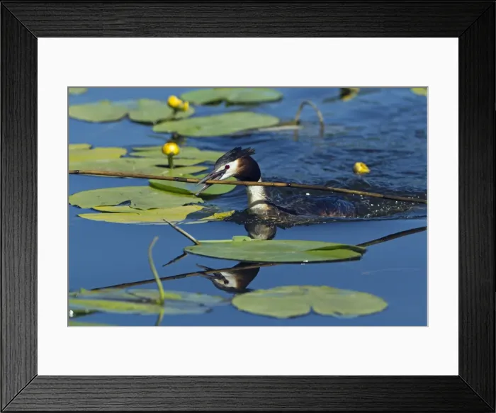 Framed Print : Picture No. 10893952 Framed Print : Picture No. 10893952