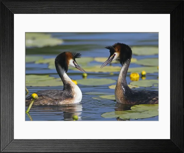 Framed Print : Picture No. 10893953 Framed Print : Picture No. 10893953