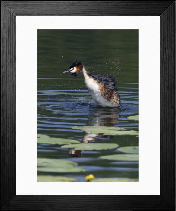 Framed Print : Picture No. 10893956 Framed Print : Picture No. 10893956