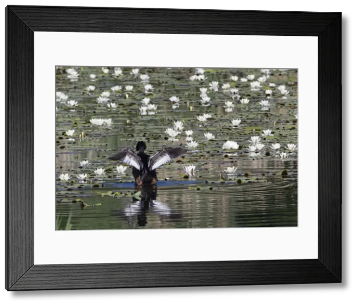 Framed Print : Picture No. 10893957 Framed Print : Picture No. 10893957