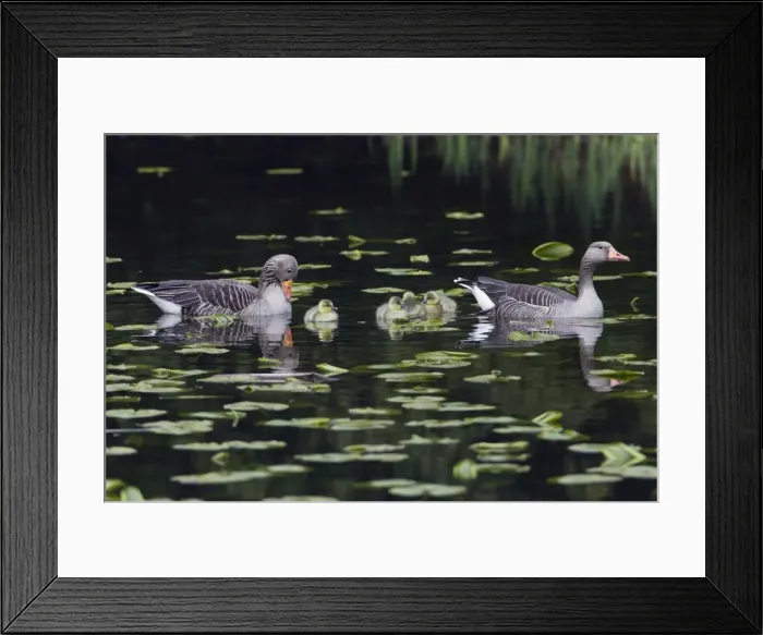 Framed Print : Picture No. 10893962