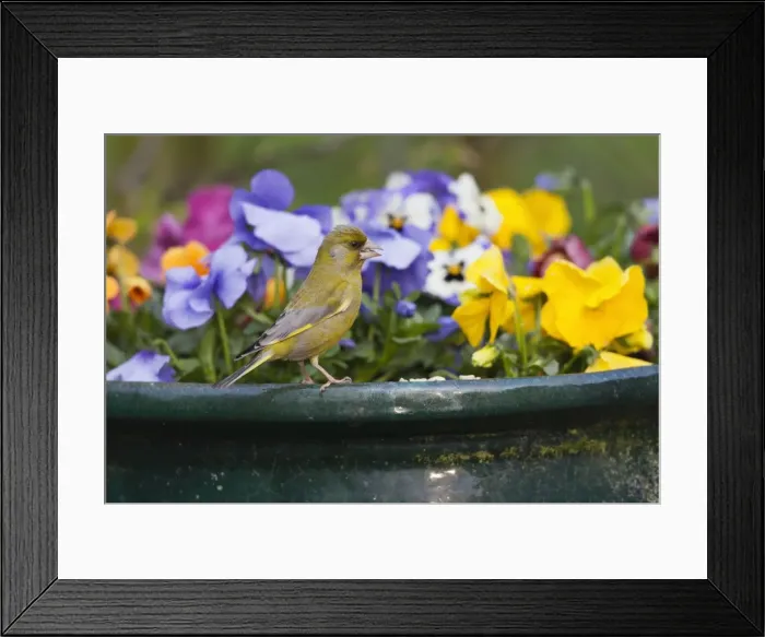 Framed Print : Picture No. 10893958 Framed Print : Picture No. 10893958