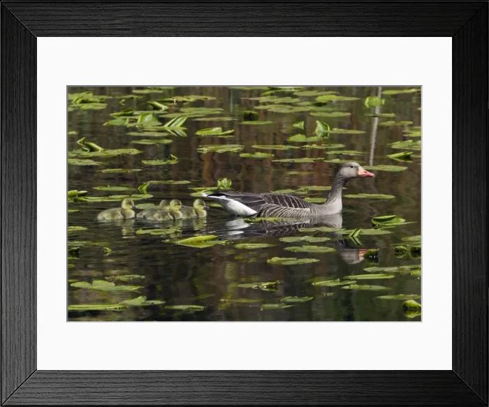 Framed Print : Picture No. 10893961 Framed Print : Picture No. 10893961