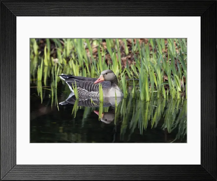 Framed Print : Picture No. 10893959 Framed Print : Picture No. 10893959